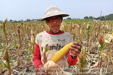 Masuki Masa Panen Jagung, Kementan Yakin Penuhi Kebutuhan Pakan Ternak