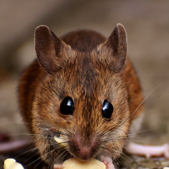 Ilustrasi tikus makan garam yang bisa digunakan untuk mengusir hama pengerat tersebut.