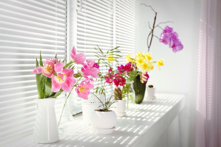 Ilustrasi tanaman hias bunga di dalam ruangan. 