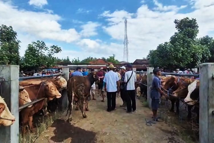 Penjualan Sapi Kurban di Ponorogo Naik Jelang Idul Adha, Kenaikan Harga Capai Rp 4 Juta