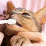 5 Tips Membersihkan Gigi Kucing agar Sehat dan Bebas Bau Mulut