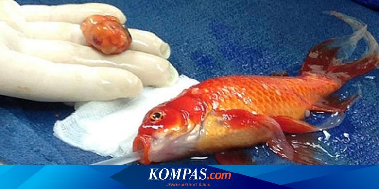 Seekor Ikan Emas Jalani Pembedahan Tumor Di Australia