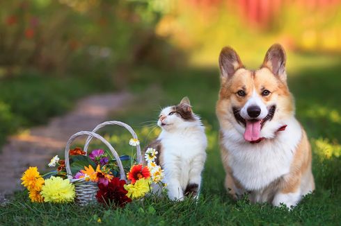 Tampak Sepele, Jangan Abaikan 4 Hal Ini pada Kucing dan Anjing