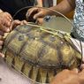 Kisah Kura-kura Sulcata Bangkit dari Kematian Usai 2 Kali Terlindas Mobil