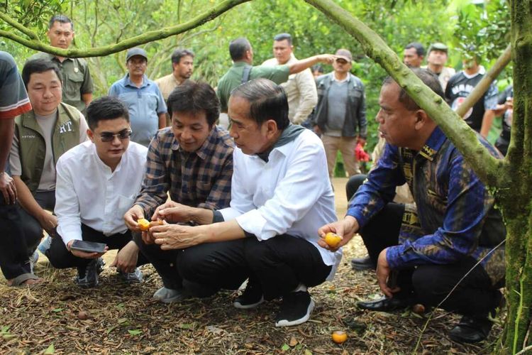 Hama Lalat Buah Ancam Kualitas Jeruk di Karo, Jokowi Terjunkan Praktisi dan Ahli