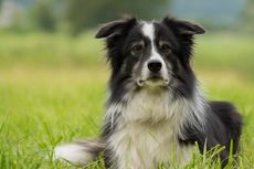 6 Fakta Menarik Border Collie, Anjing yang Menyenangkan dan Enerjik
