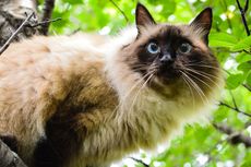 5 Hal yang Dapat Menyebabkan Kucing Sering Menghilang