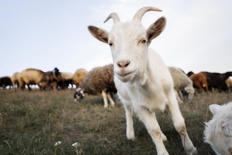 Ilustrasi kambing.  Penjelasan peruntukan hewan kurban kambing, apakah hanya bisa untuk satu orang atau bisa untuk satu keluarga.