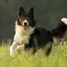 Studi: Anjing yang Lebih Aktif Rupanya Lebih Cerdas