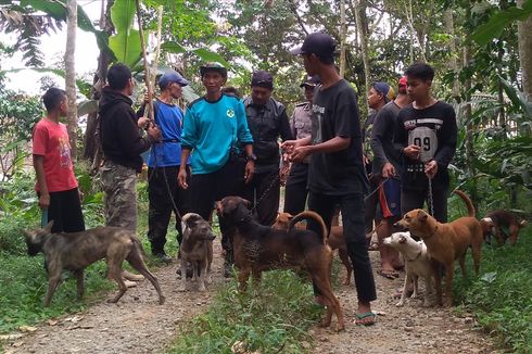 Dua Hari Diburu, Babi Hutan yang Tewaskan Warga Tak Juga Ditemukan