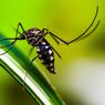 Cara Basmi Nyamuk dan Agas Jamur pada Tanaman