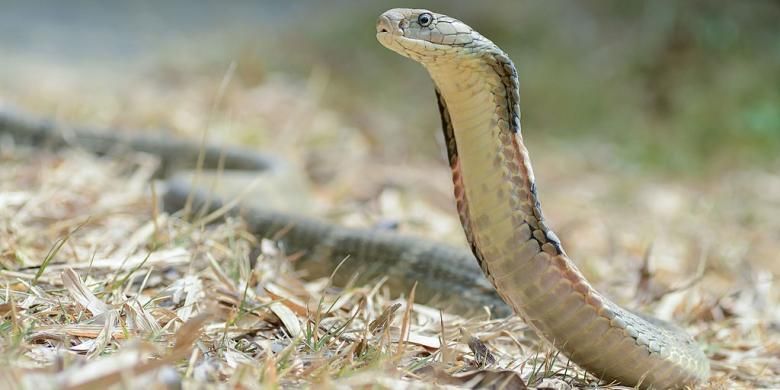 Ular King Cobra