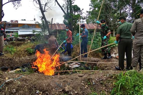 Balai Karantina Nunukan Musnahkan 2,5 Ton Daging Ilegal dari Malaysia