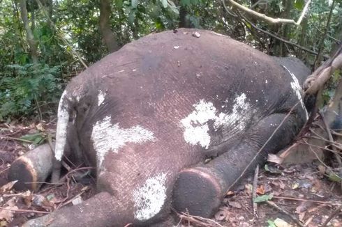 Seekor Gajah Mati Dalam Kawasan HPT di Bengkulu, Diduga Ditembak