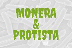 Perbedaan Monera dan Protista