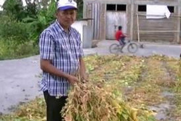 Seorang petani di Polewali Mandar, Sulawesi Barat menunjukkan tanamannya yang rusak akibat musim kemarau yang sangat kering tahun ini.