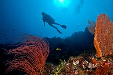 4 Spot Diving di Pulau Tomia Wakatobi, Ada Terumbu Karang Bentuk Kipas