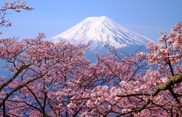 Pemandangan bunga Sakura yang bermekaran dan Gunung Fuji