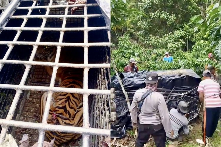 Kolase foto harimau Sumatera yang masuk kandang jebak di Kabupaten Lampung Barat, Selasa (28/10/2025).