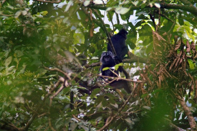 Tim Eksplorasi Sanggabuana Conservation Foundation (SCF) berhasil mengidentifikasi 140 jenis burung dan 5 primata di Penggunungan Sanggabuana, Jawa Barat.