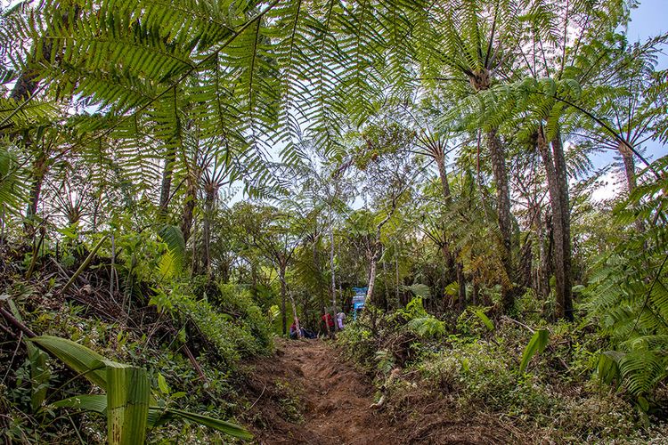 Hutan pakis di pendakian Gunung Bismo via Silandak.