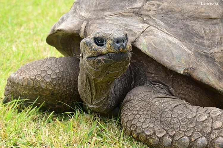Jonathan, kura-kura raksasa tertua di dunia tahun ini berusia 190 tahun
