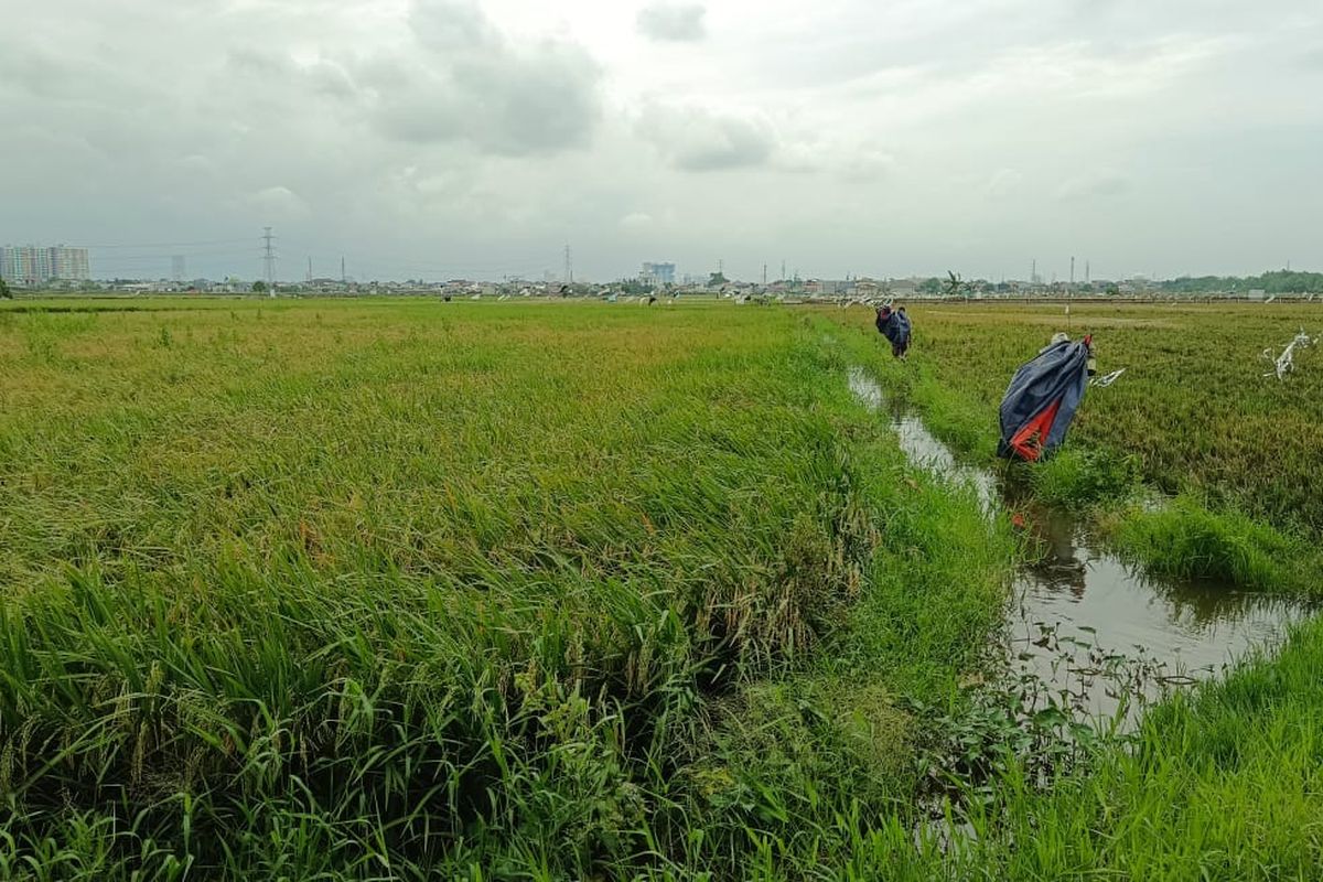 Sawah di Rorotan, Jakarta Utara, masih sering kebanjiran. Selasa (16/9/2025).