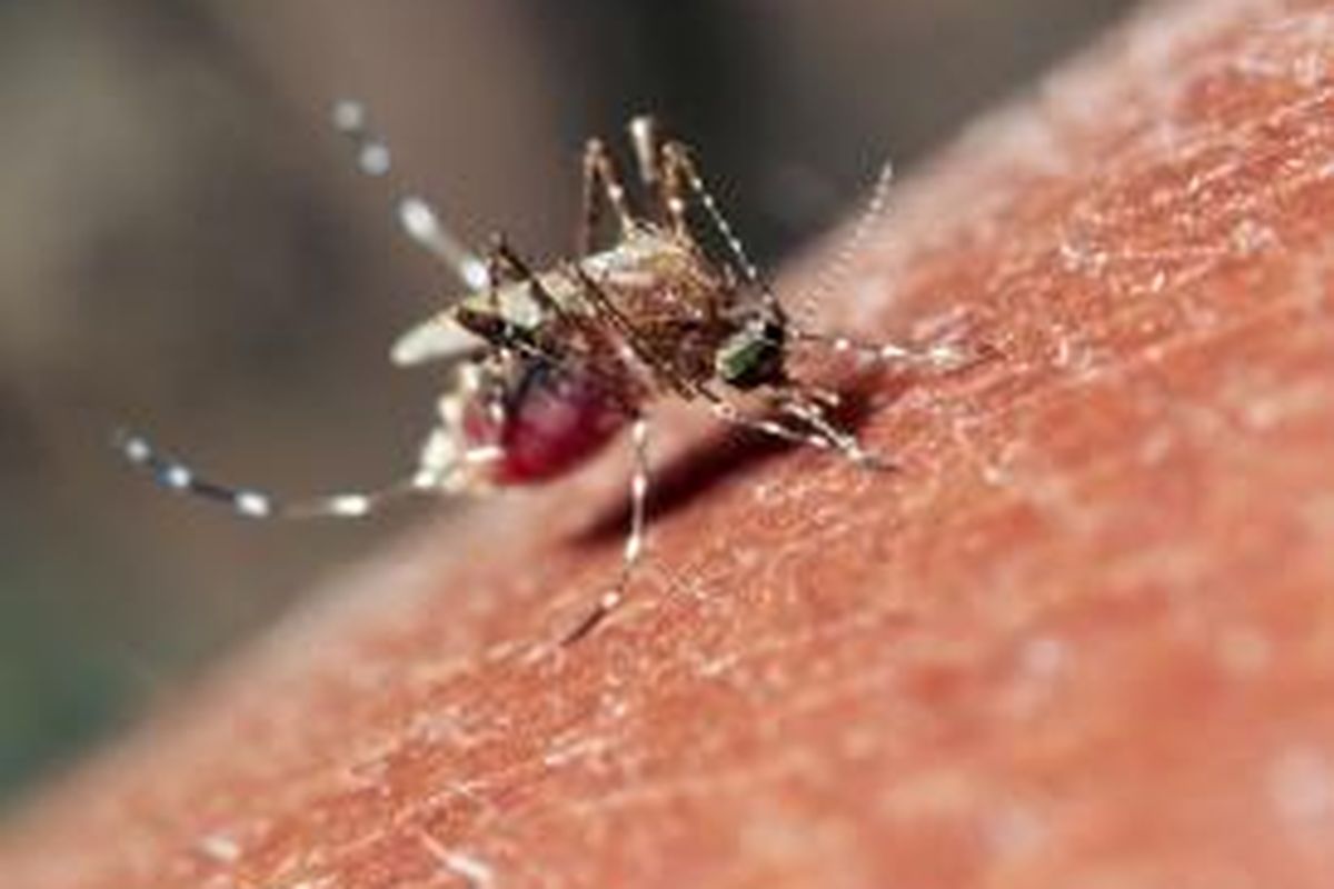Virus yang dibawa nyamuk bisa menyebabkan berbagai penyakit.