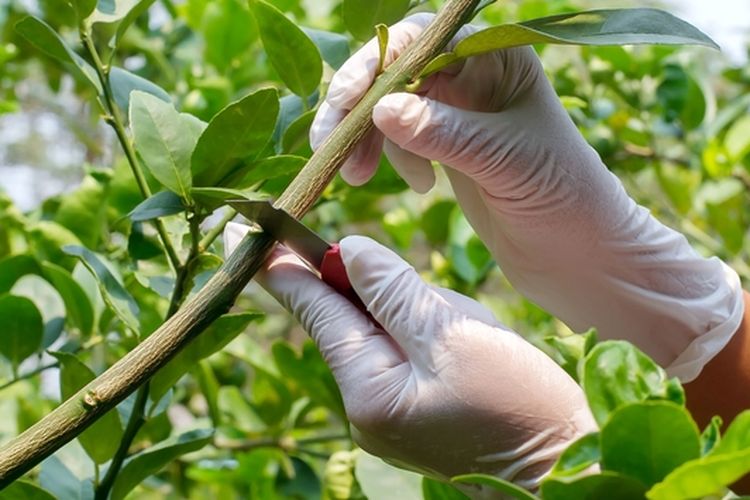 Ilustrasi stek, cara stek tanaman. 