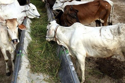 Tahun 2019 Indonesia Punya Sapi Wagyu