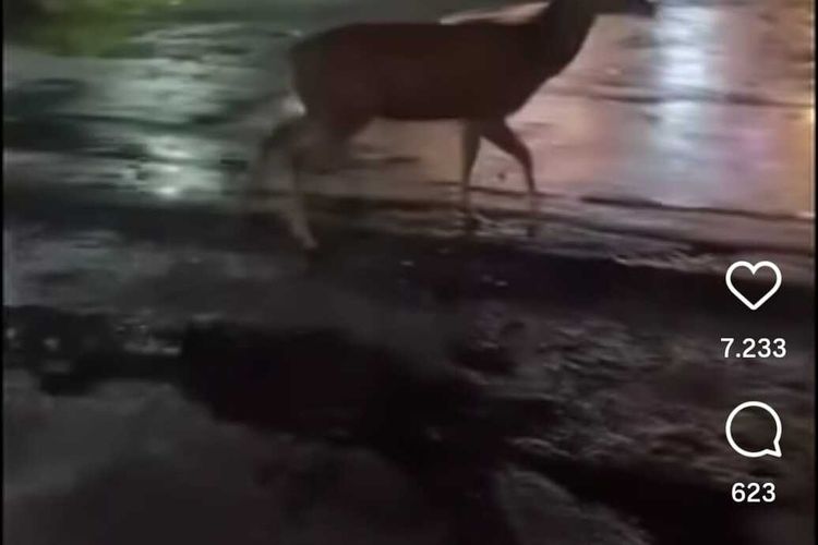 Tangkapan layar dari video yang diunggah di akun Instagram @merapi_uncover tentang seekor rusa yang lepas berkeliaran di Jalan Kabupaten, Kalurahan Trihanggo, Kapanewon Gamping, Kabupaten Sleman.