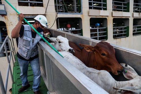 Idul Adha Kian Dekat, Impor Sapi dan Kambing Melonjak