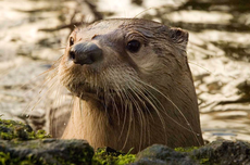 Otter di Spanyol Teridentifikasi Positif Covid-19