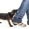 Perlu Tahu, 6 Hal yang Menyebabkan Anjing Menggigit