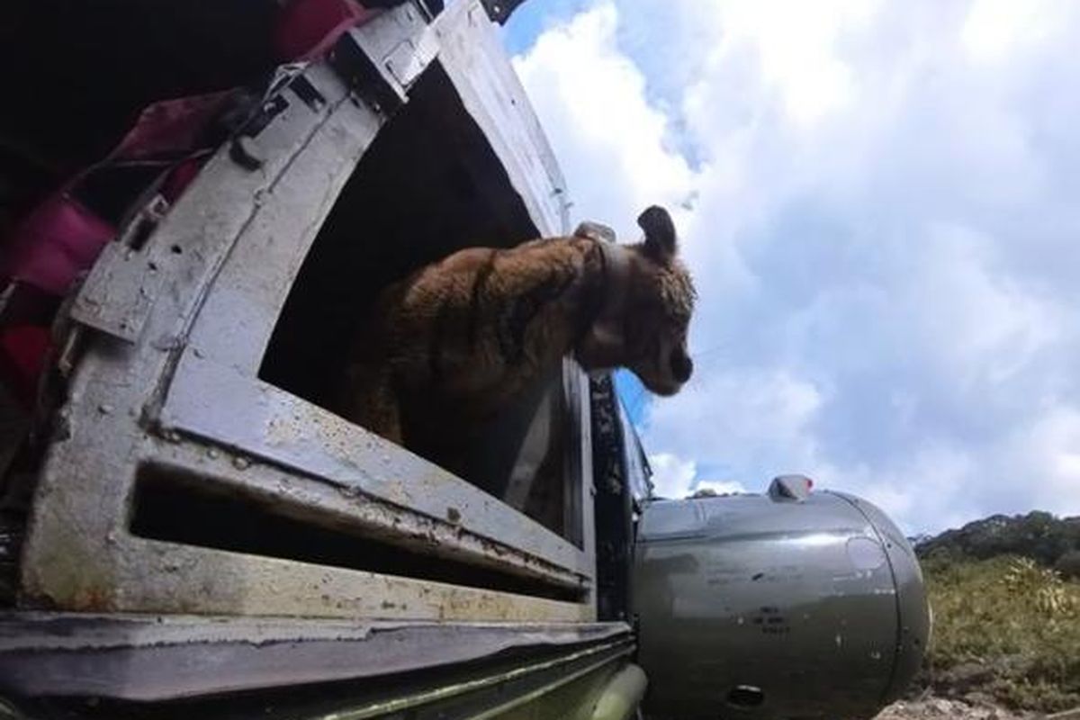 Seekor harimau sumatera betina bernama Puti Malabin dilepasliarkan di lanskap Rimbang Baling Provinsi Sumatera Barat, Jumat (28/6/2024).