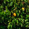 Kutu Putih hingga Lalat Buah, 5 Hama pada Mangga dan Cara Mengatasinya