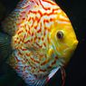 6 Fakta Menarik Ikan Diskus, Si Raja Ikan Hias Akuarium