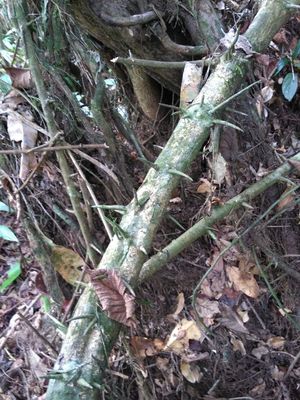 Tegakan akar laka hidup (Dalbergia parviflora)