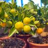 5 Pohon Jeruk yang Tumbuh Subur Ditanam Dalam Pot