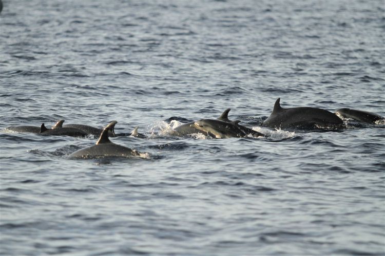 Sejumlah lumba-lumba muncul di permukaan di Perairan Wangiwangi, Wakatobi, Sulawesi Tenggara, Senin (13/11/2017). Selain pesona keindahan alam bawah laut, Wakatobi juga menyimpan potensi lainnya yakni keberadaan lumba-lumba di wilayah perairan tersebut.