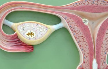 Fungsi dari testis pada alat reproduksi pria adalah