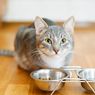 Berapa Lama Kucing Dapat Bertahan Hidup Tanpa Makanan?