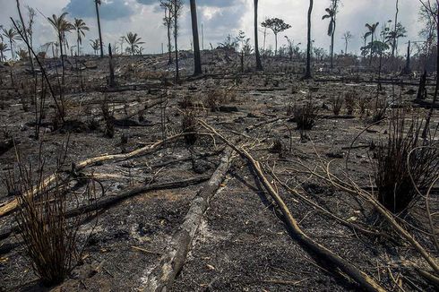 Makin Gundul, Hutan Amazon Alami Deforestasi Terparah dalam 15 Tahun Terakhir