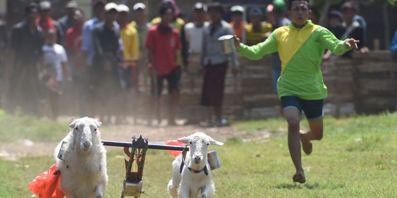 Karapan kambing di lapangan Sumberasih, Probolinggo, Jawa Timur. Dua pasang kambing dipacu untuk mencari yang tercepat. Hanya saja joki karapan kambing tidak menaiki keleles seperti karapan sapi, melainkan berlari di belakangnya.