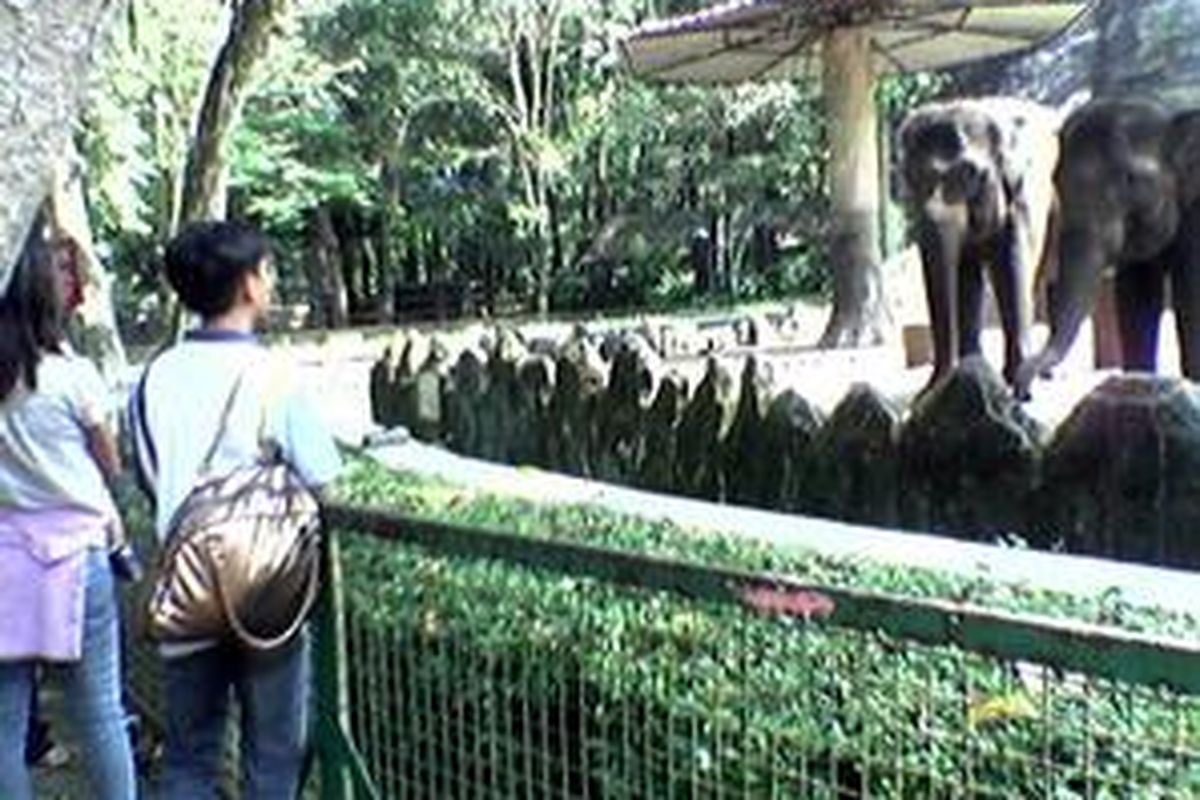 Beberapa pengunjung sedang melihat gajah-gajah  di Kebun Binatang Ragunan Jakarta, Senin (16/6). Memasuki musim liburan sekolah, Ragunan tampak ramai pada hari-hari biasa. 