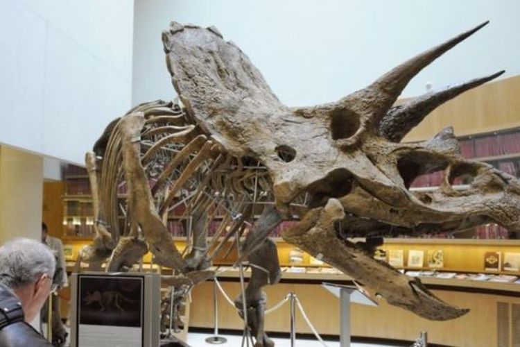 Tanduk adalah ciri khas yang dimiliki dinosaurus ceratopsia