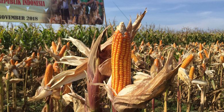 Menko Darmin Jika Tak Impor Harga Jagung Tembus Rp 8 000 Per Kg