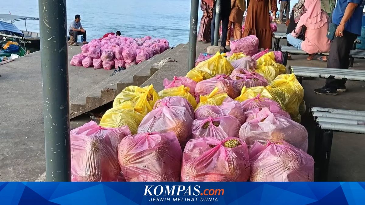 Panen Durian di Pulau Sebatik, Dibeli dengan Harga Murah tapi Dijual Mahal di Malaysia