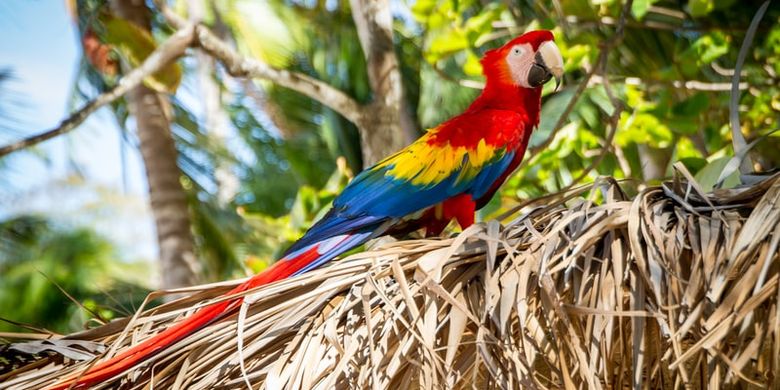 Ilsutrasi burung macaw