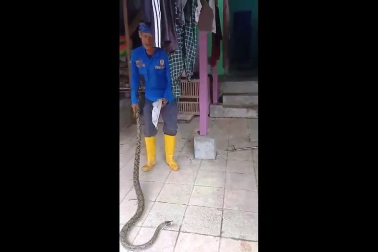 Petugas Animal Rescue Damkar Cianjur berhasil menangkap seekor ular sanca batik ukuran 2 meter dari atas plafon rumah warga, Minggu (20/3/2022) petang.